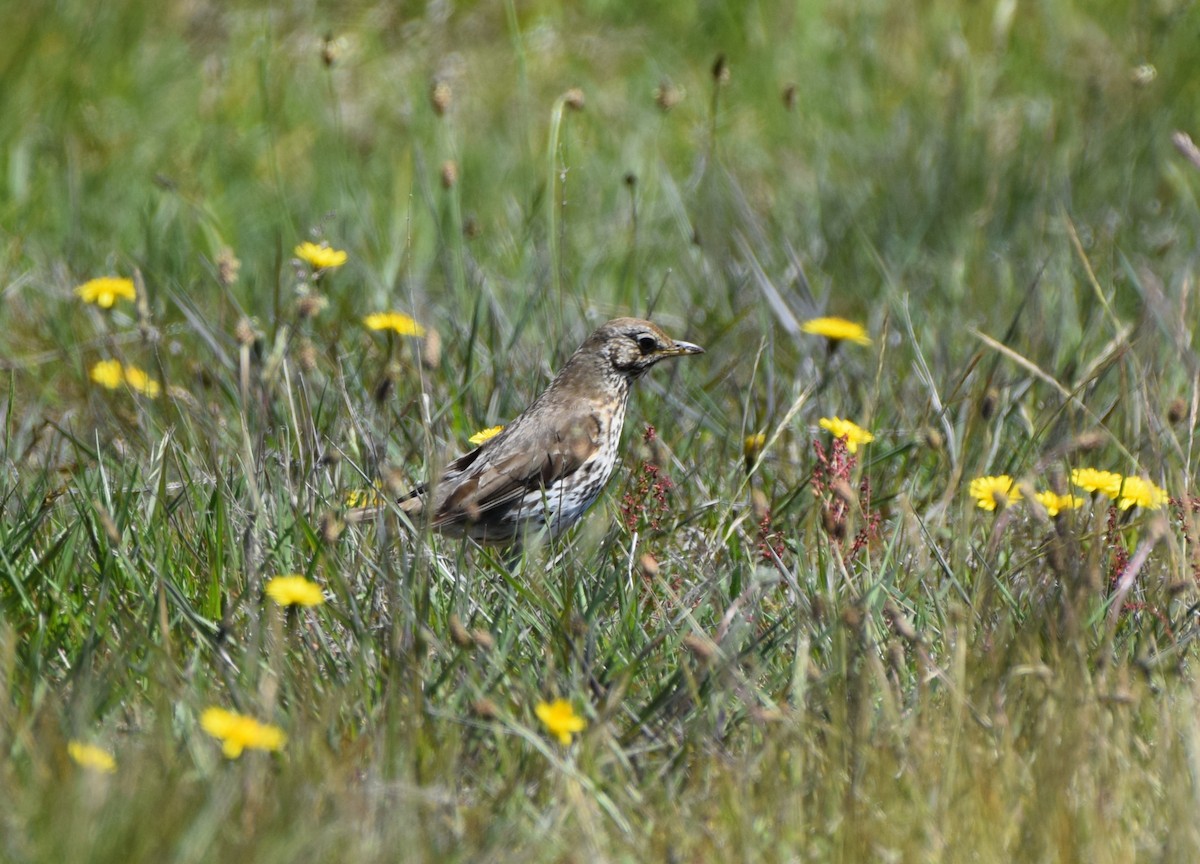 Birigarro arrunta - ML646474335