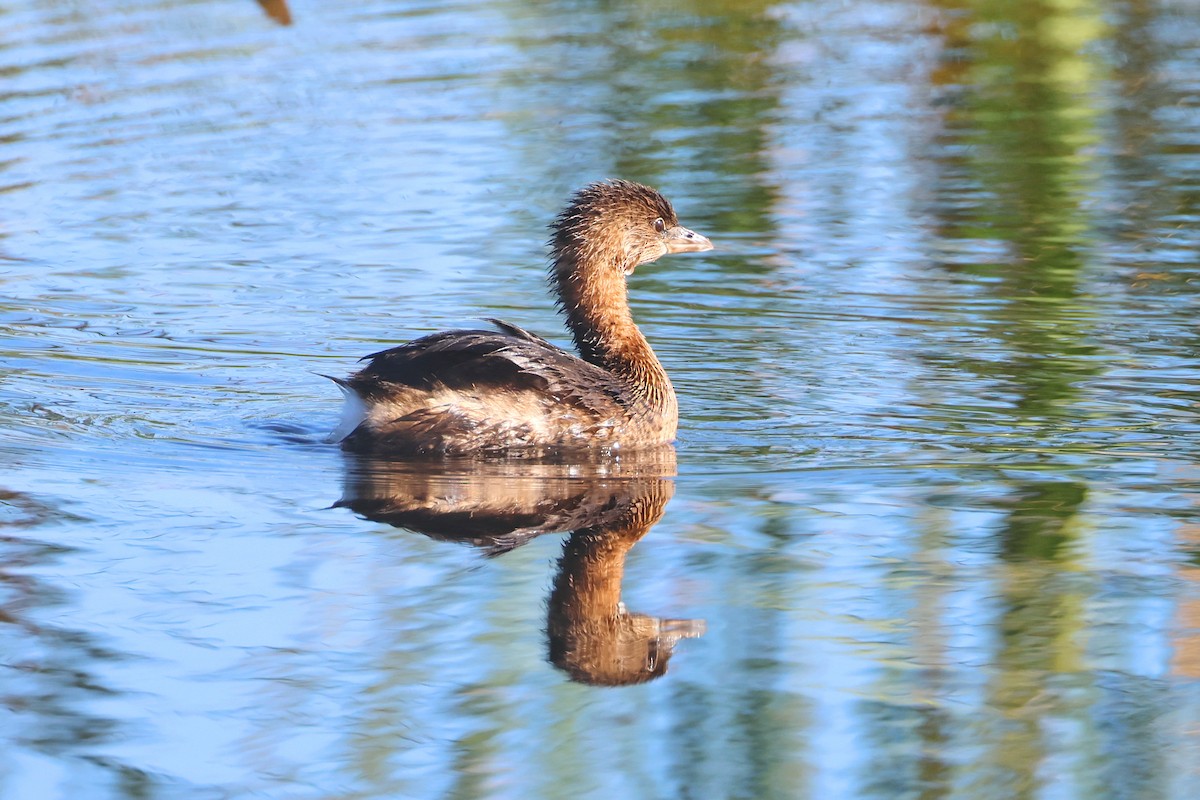 Pied-billed Grebe - ML646474343