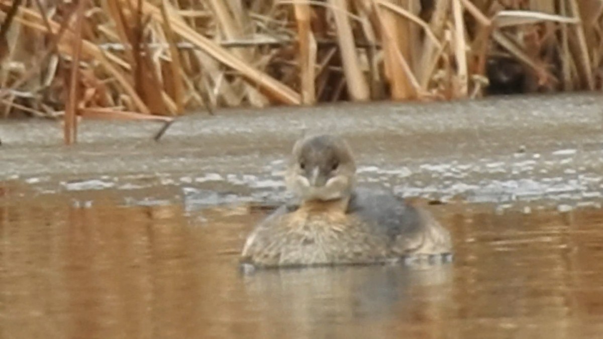 Pied-billed Grebe - ML646474344