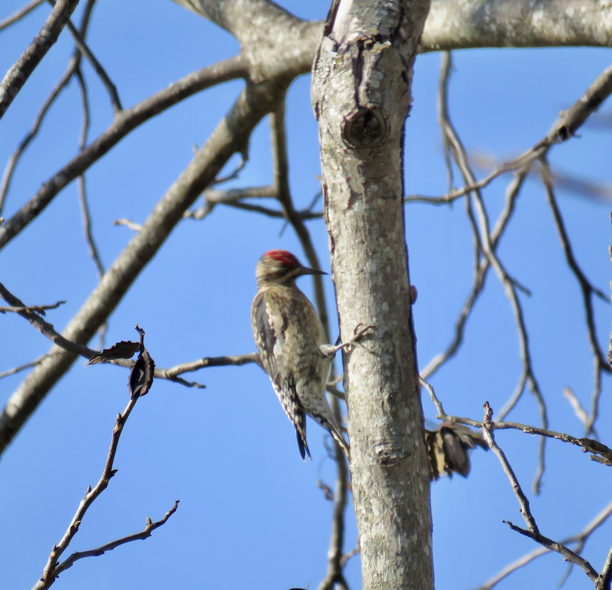 Yellow-bellied Sapsucker - ML646474346