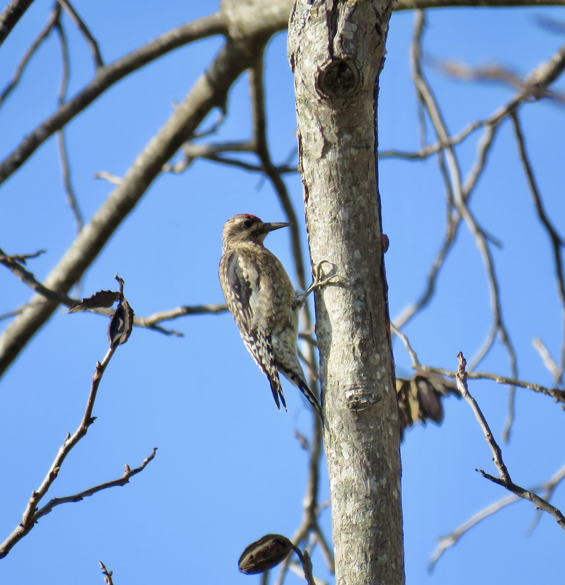 Yellow-bellied Sapsucker - ML646474347
