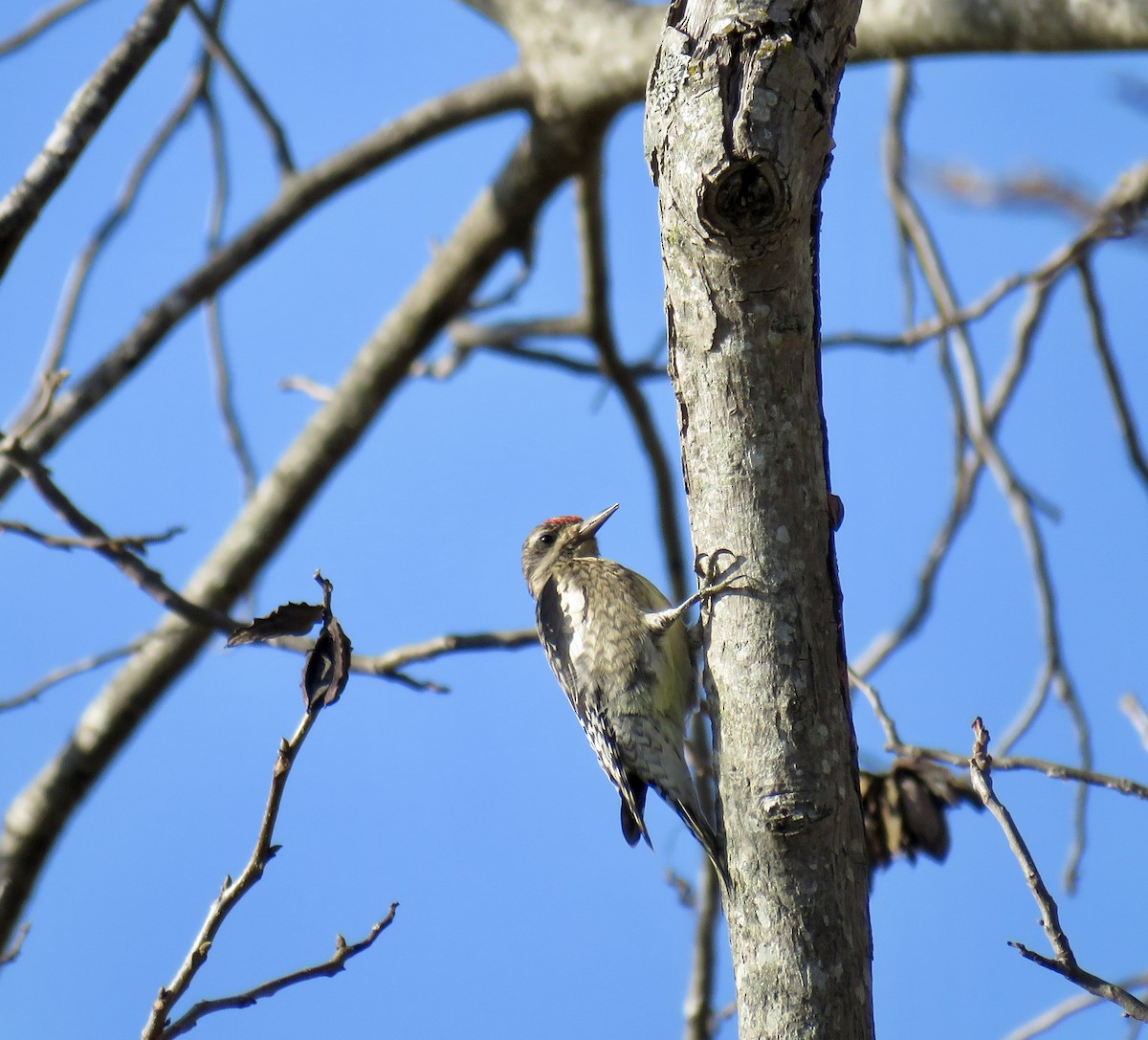 Yellow-bellied Sapsucker - ML646474348