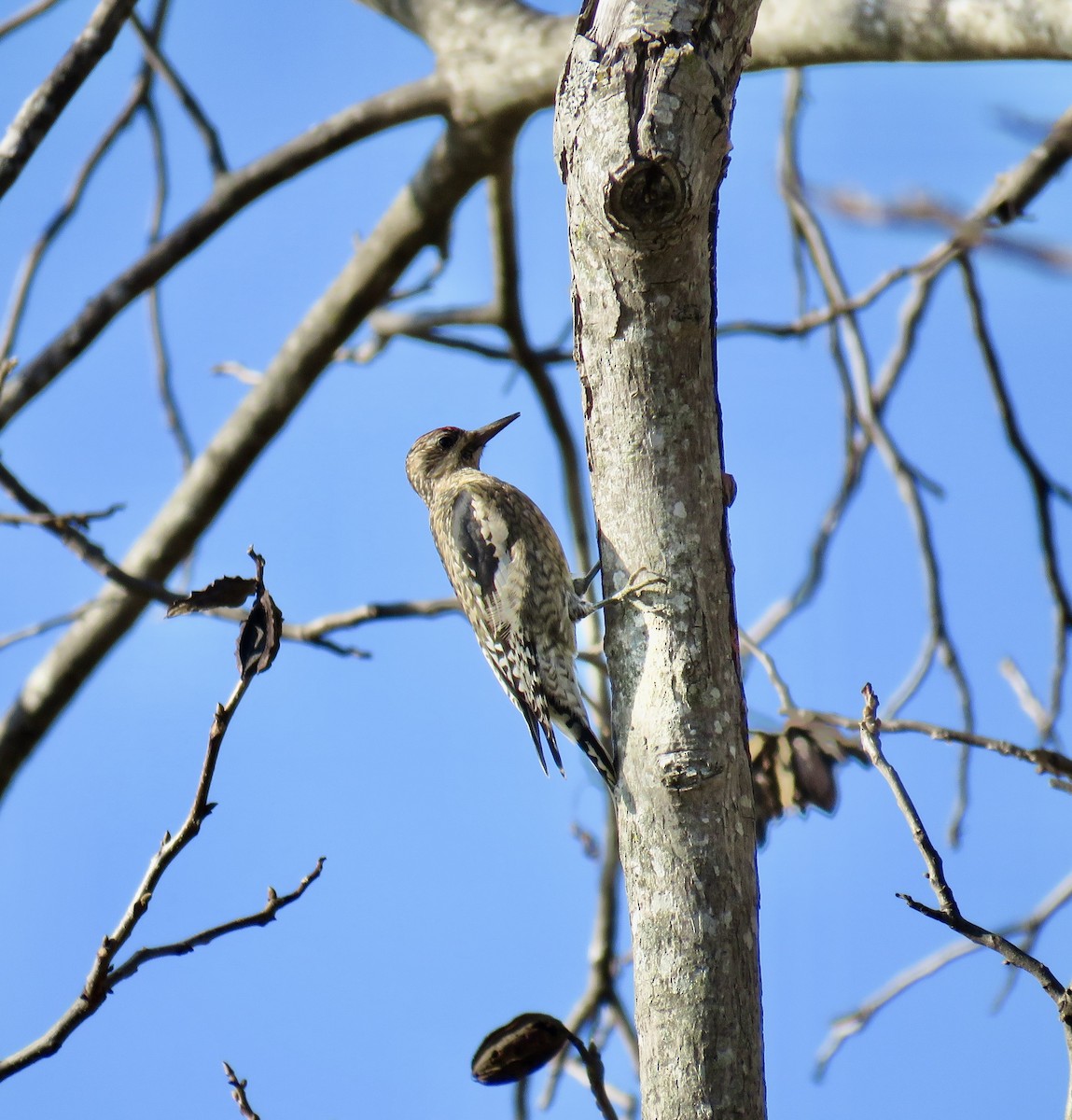 Yellow-bellied Sapsucker - ML646474349