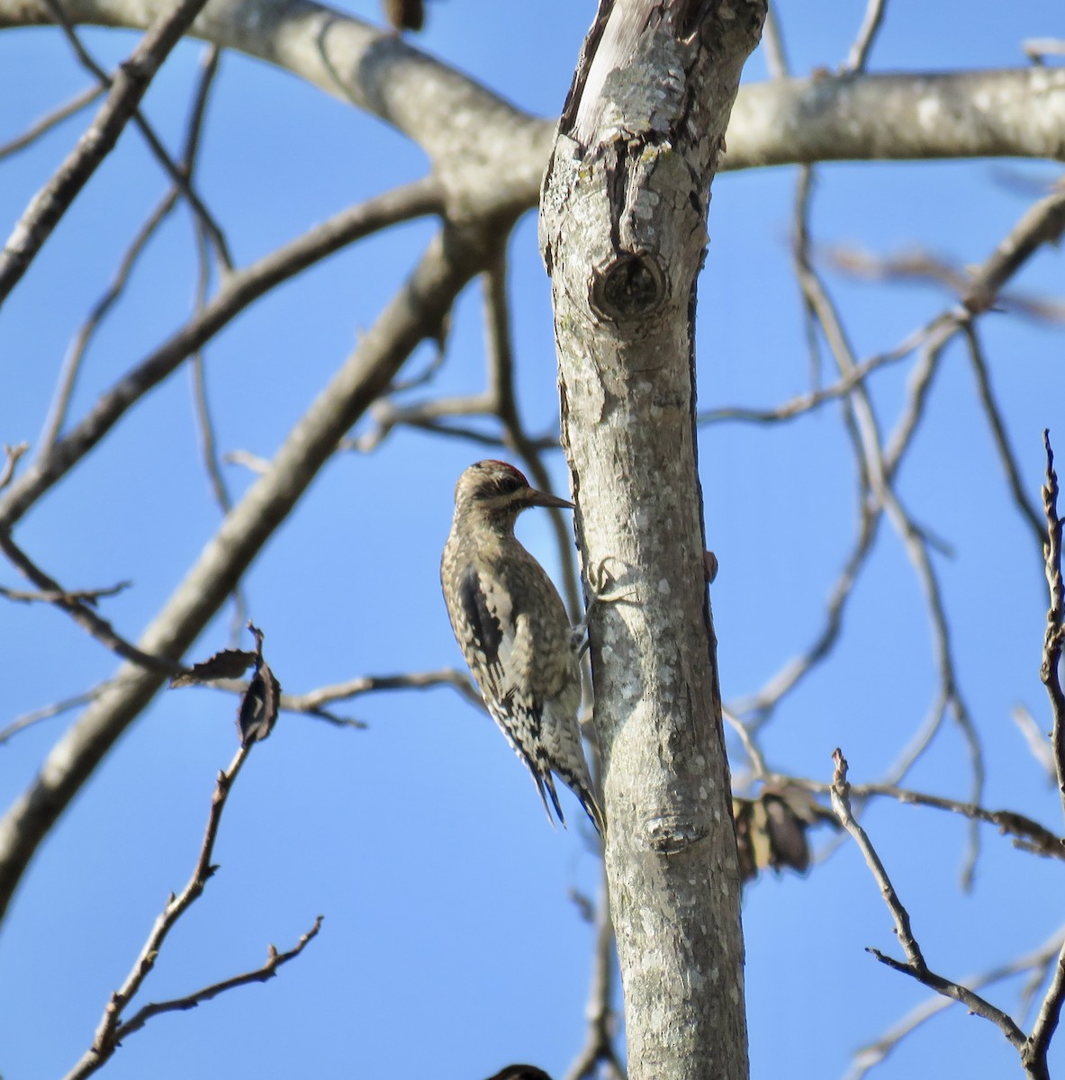 Yellow-bellied Sapsucker - ML646474350