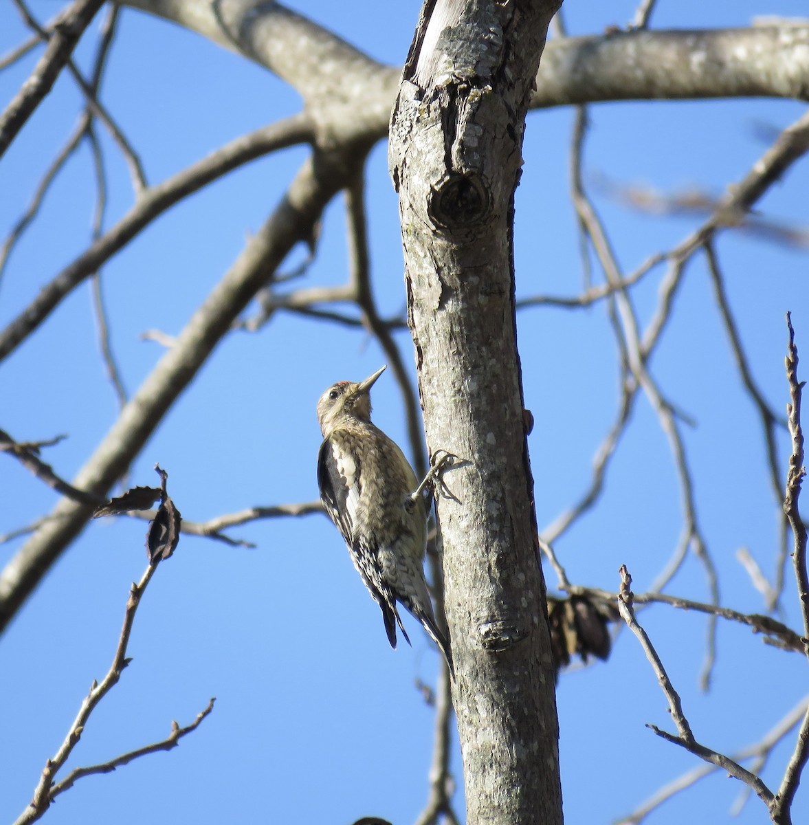 Yellow-bellied Sapsucker - ML646474351
