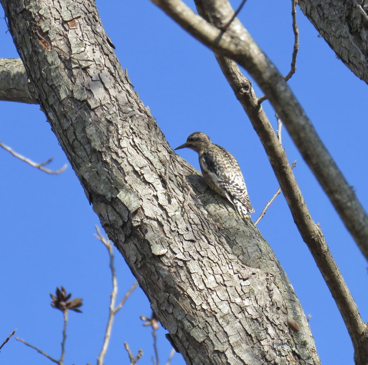 Yellow-bellied Sapsucker - ML646474352