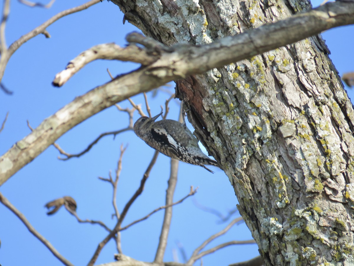 Yellow-bellied Sapsucker - ML646474354