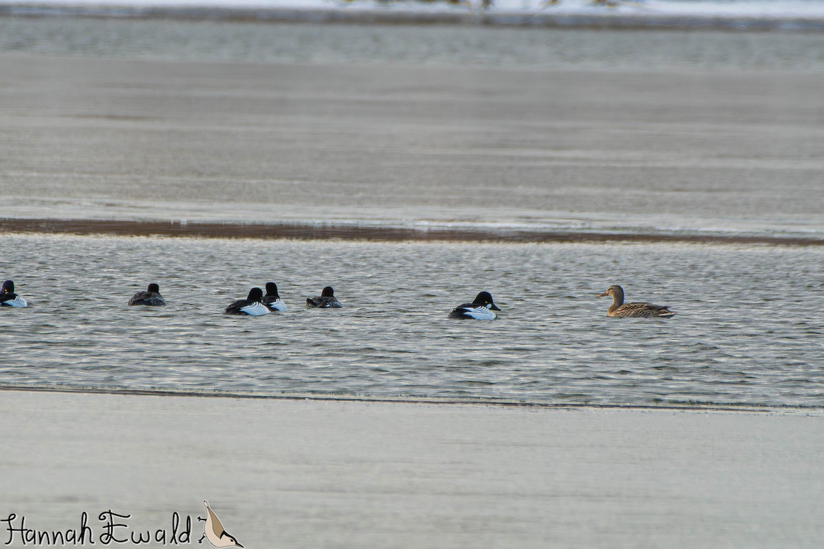 Common Goldeneye - ML646474356