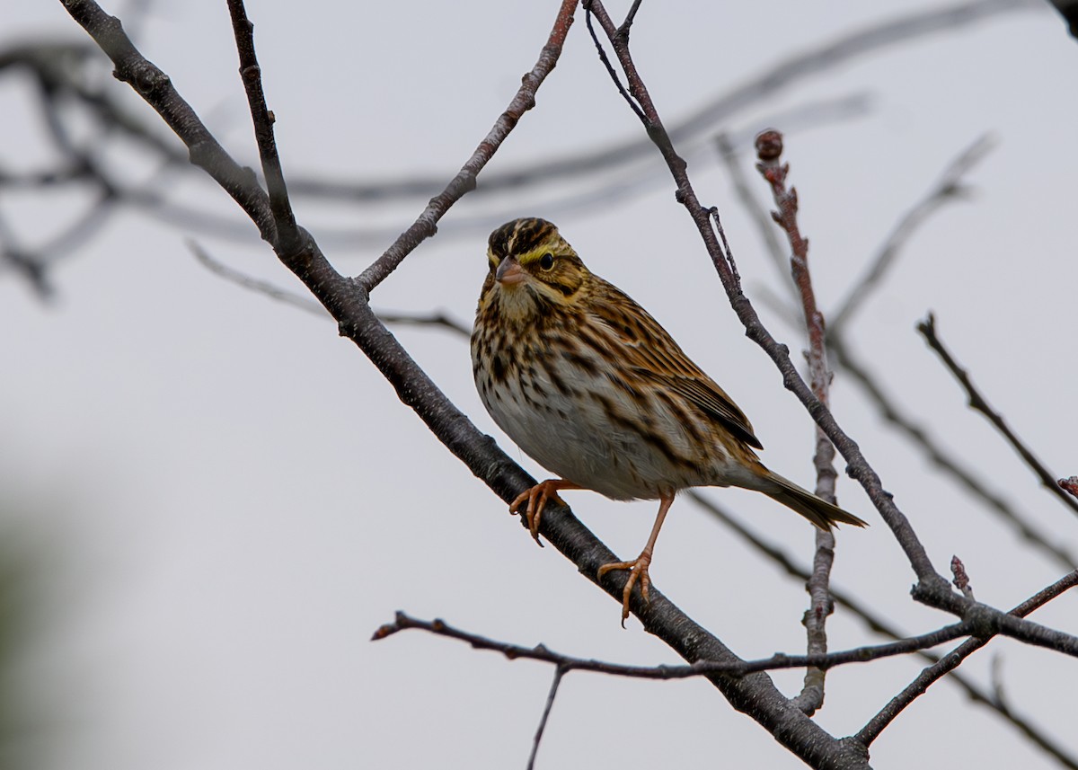 Chingolo Sabanero - ML646474357