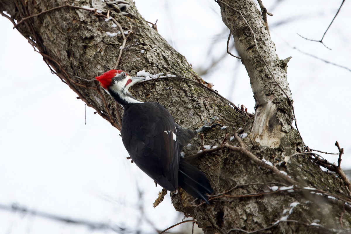 Pileated Woodpecker - ML646474358