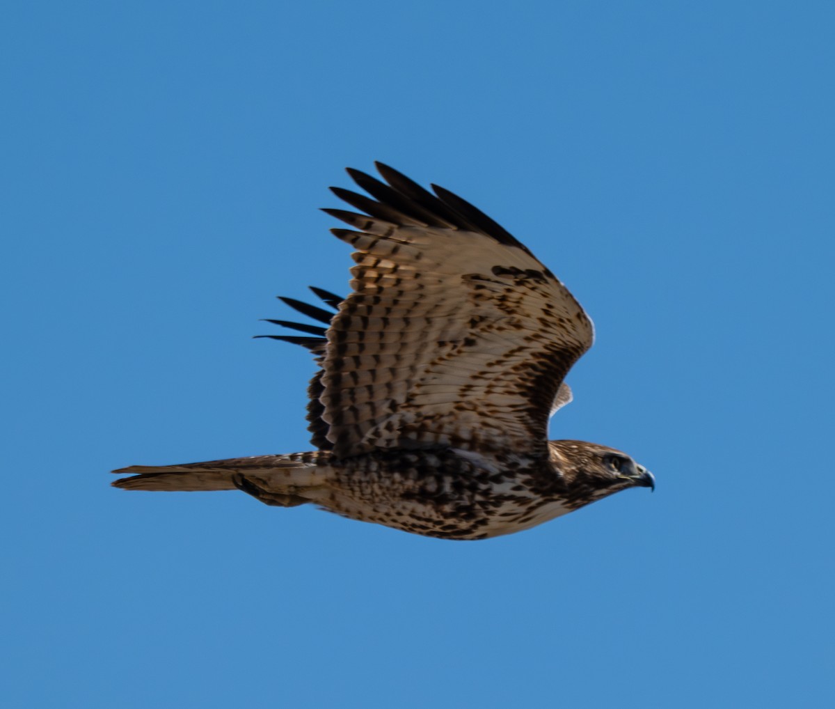 Red-tailed Hawk - ML646474361