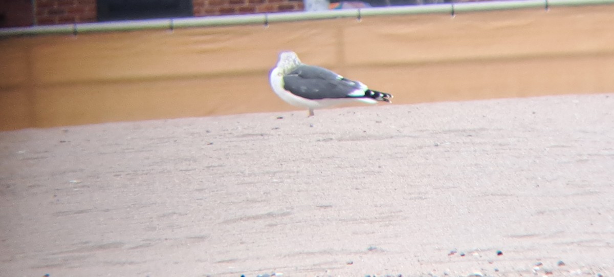 racek žlutonohý - ML646474362