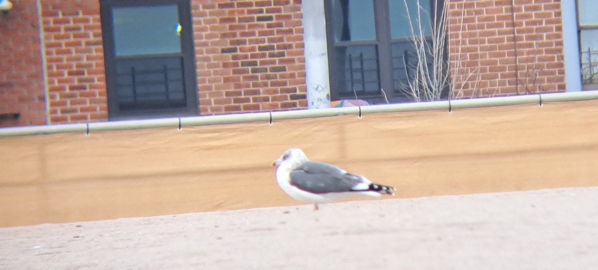 racek žlutonohý - ML646474363