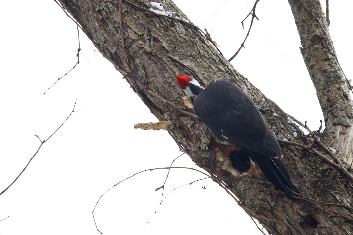 Pileated Woodpecker - ML646474364
