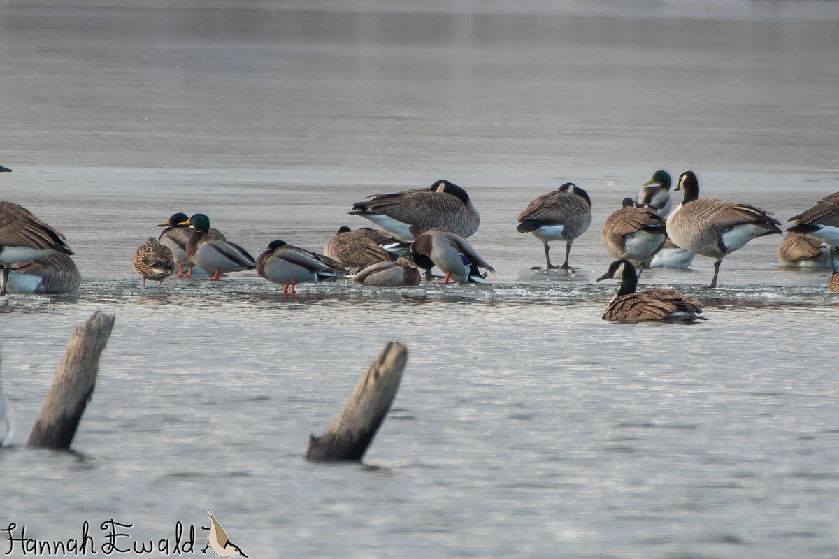 Mallard - ML646474367