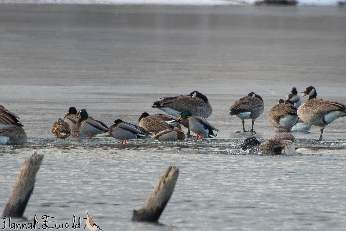 Mallard - ML646474368