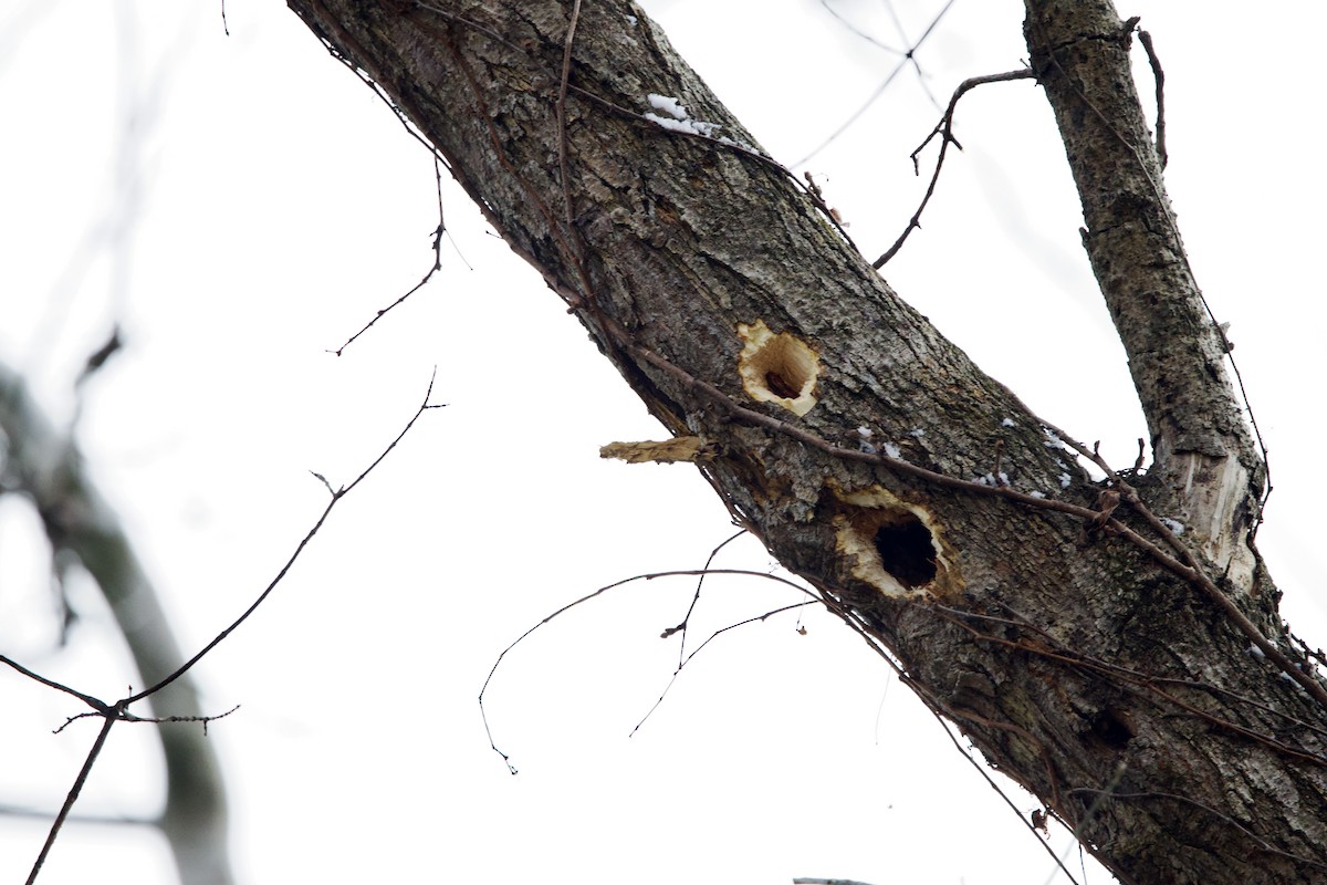Pileated Woodpecker - ML646474369