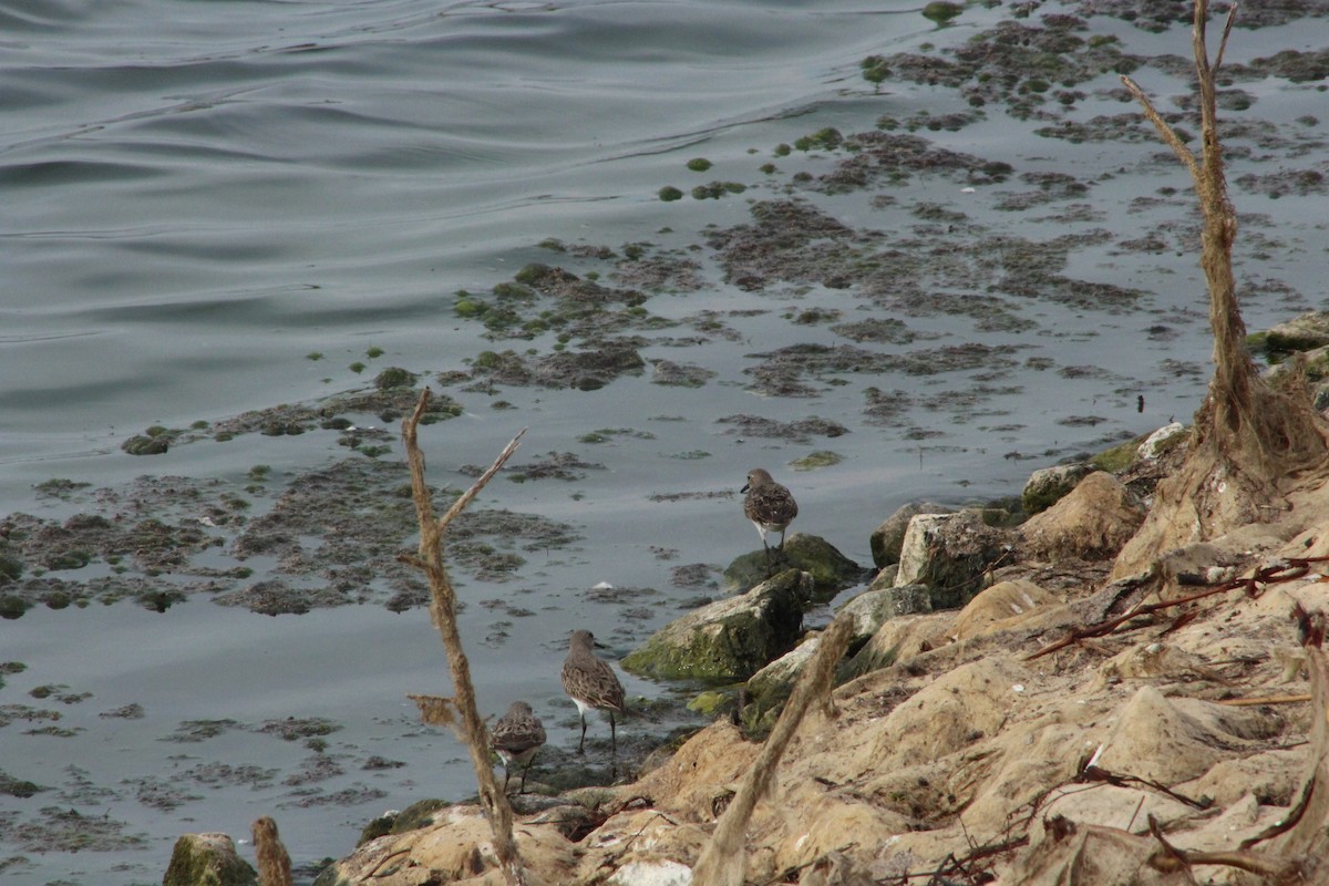 Weißbürzel-Strandläufer - ML646474370