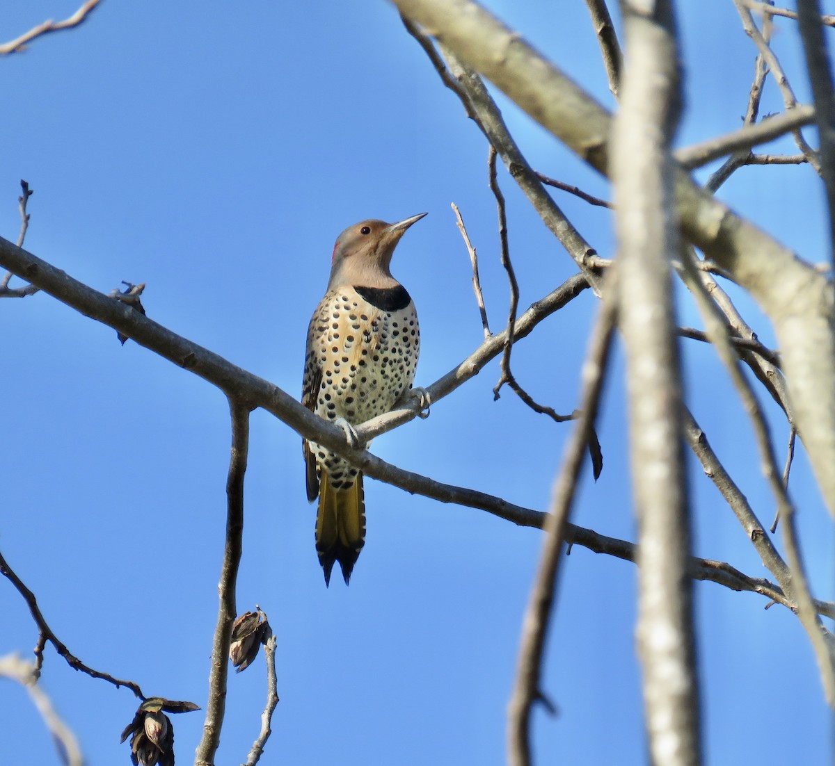 Northern Flicker - ML646474371
