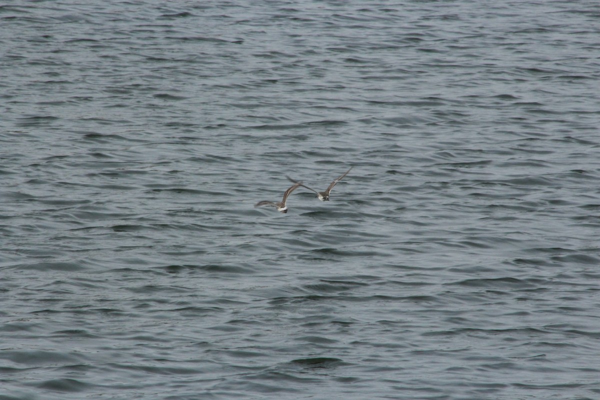 Weißbürzel-Strandläufer - ML646474372