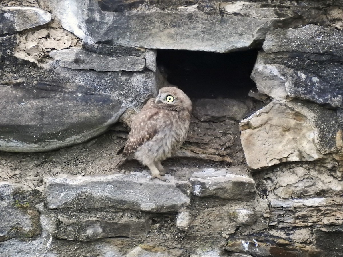 Little Owl - ML646474374