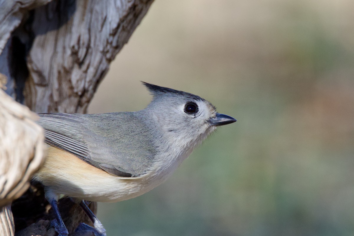 Black-crested Titmouse - ML646474375
