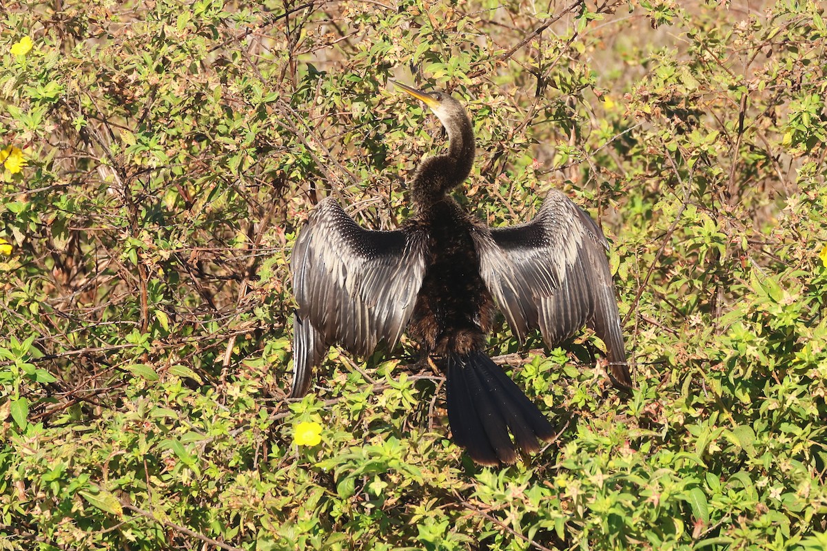 Anhinga - ML646474383