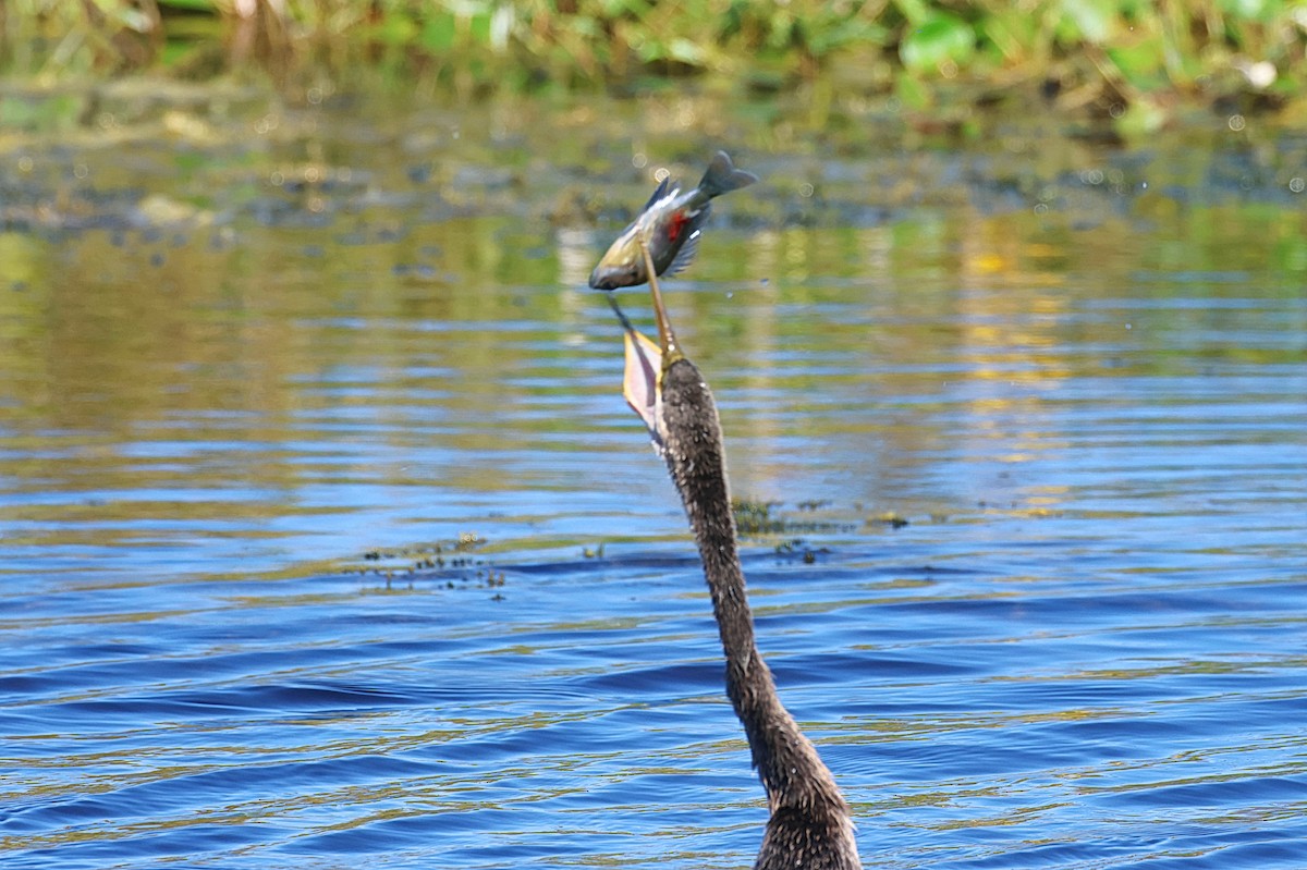 Anhinga - ML646474385