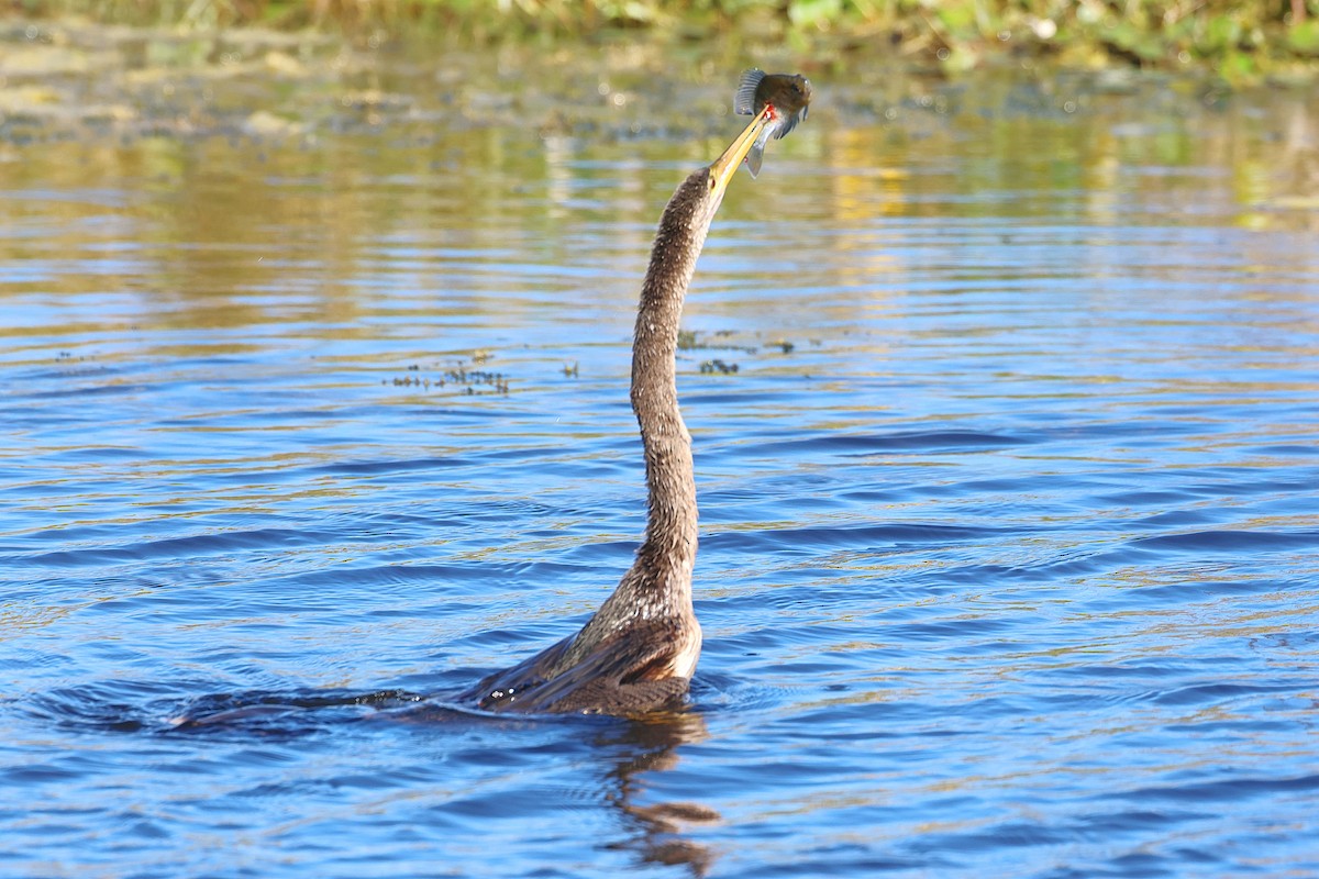 Anhinga - ML646474387