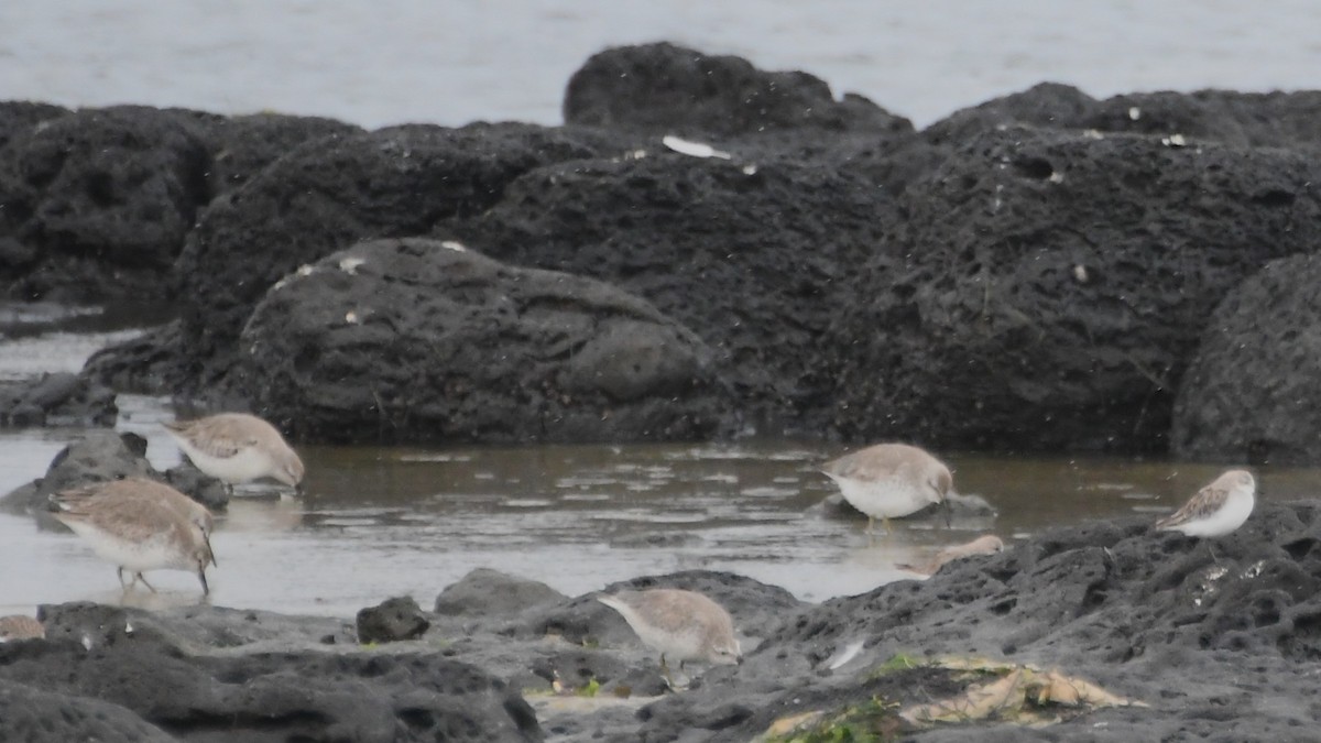 Исландский песочник - ML646474391