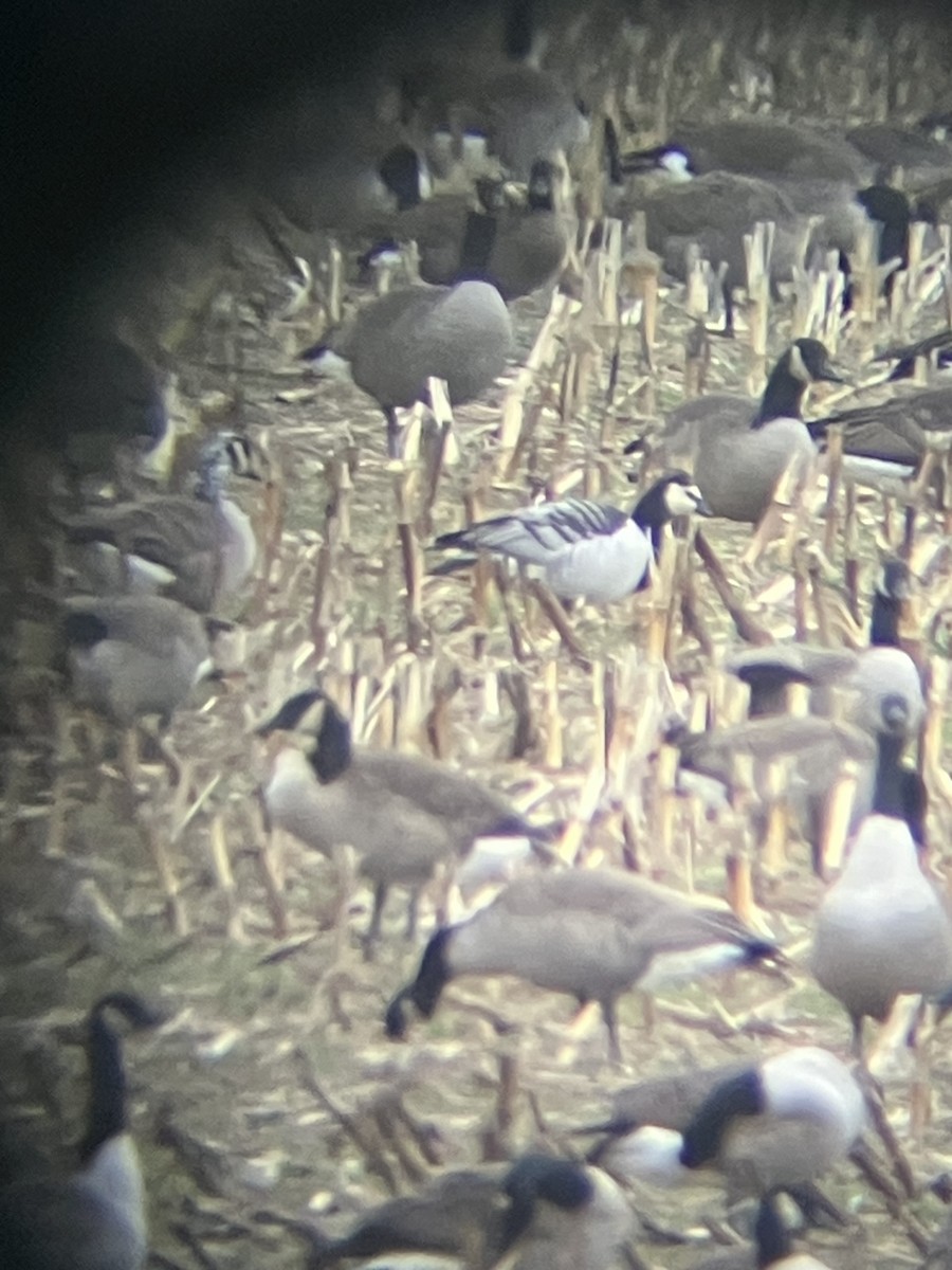 Weißwangengans - ML646474392