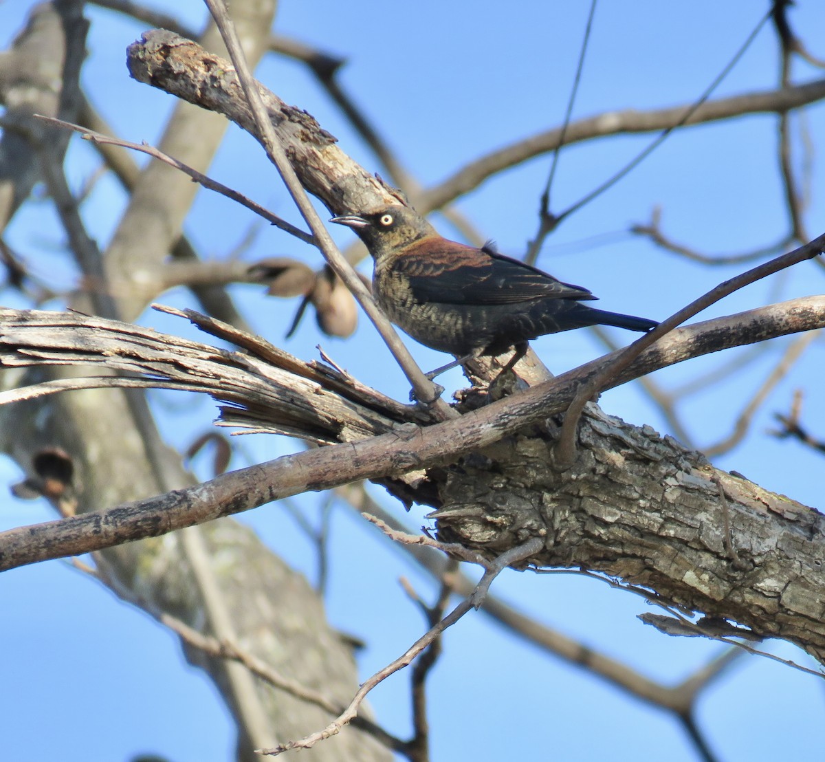 Rusty Blackbird - ML646474397