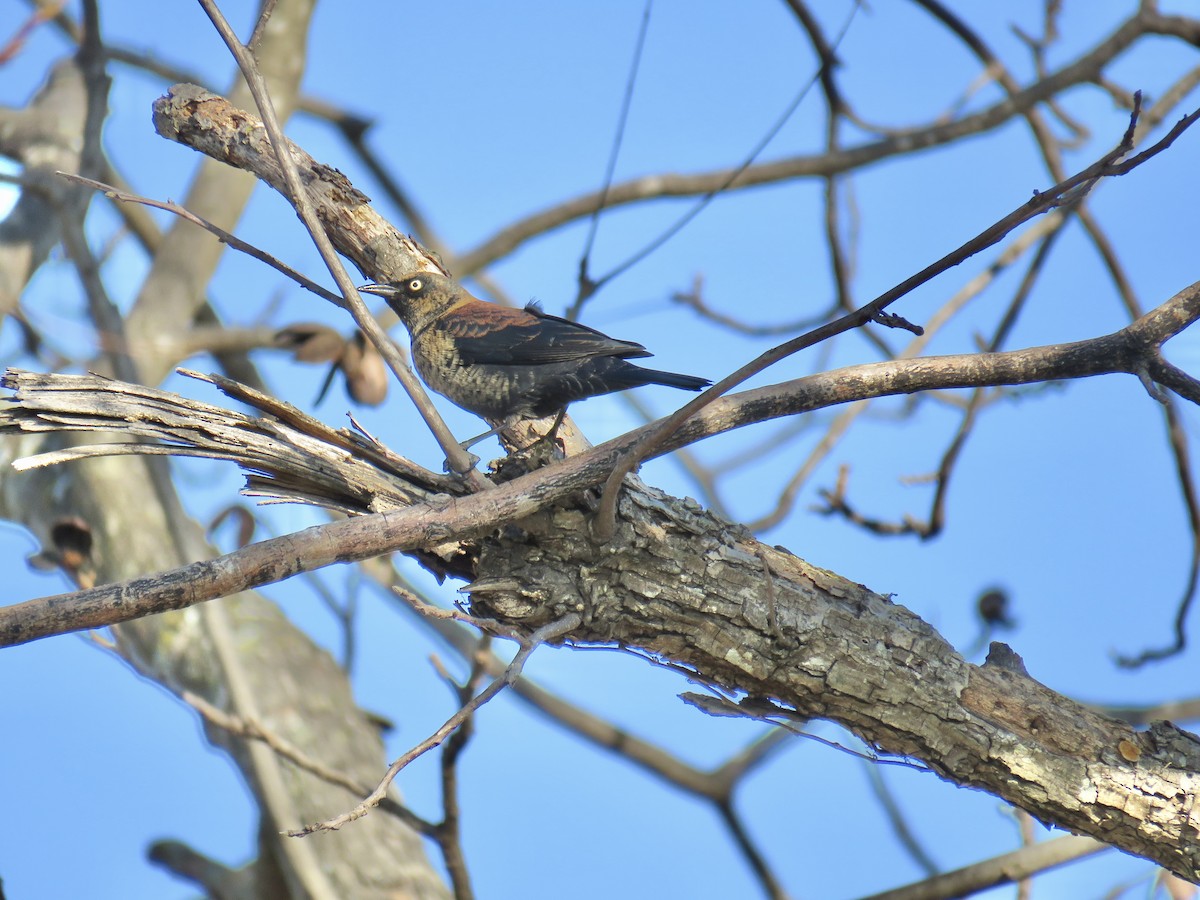 Rusty Blackbird - ML646474398