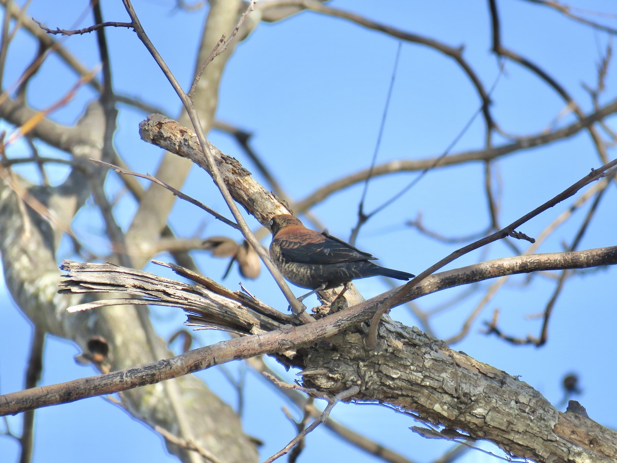 Rusty Blackbird - ML646474399