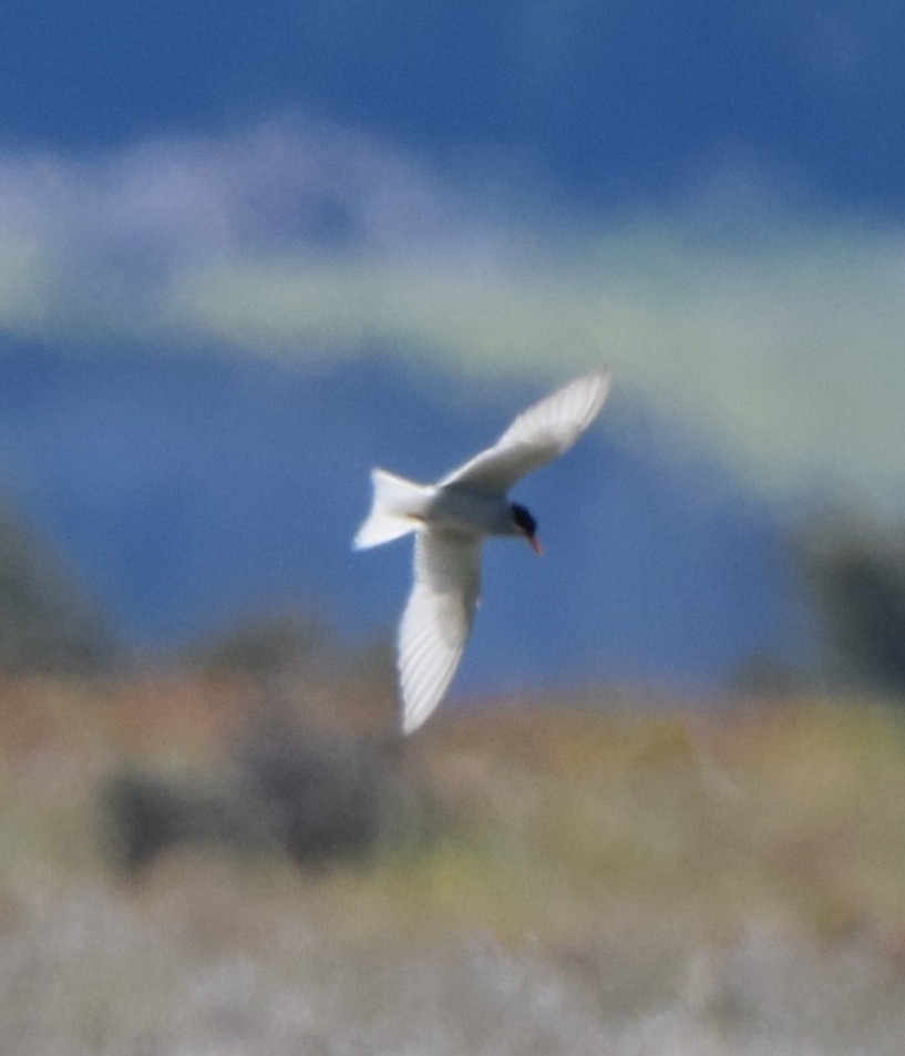 Black-fronted Tern - ML646474400