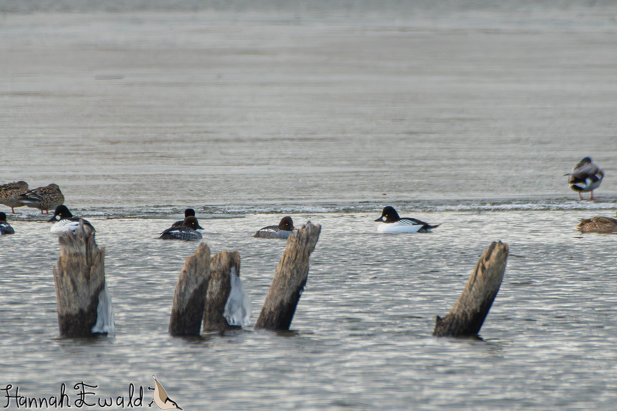 Common Goldeneye - ML646474401