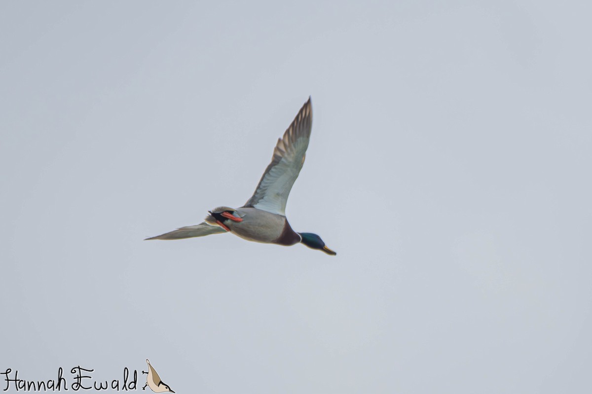 Mallard - ML646474402