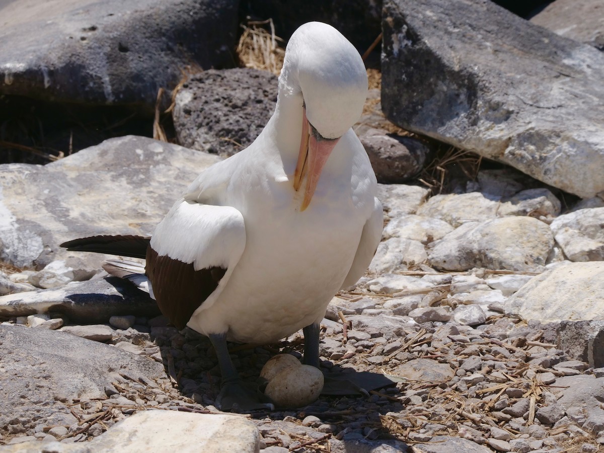 terej tichomořský - ML646474405