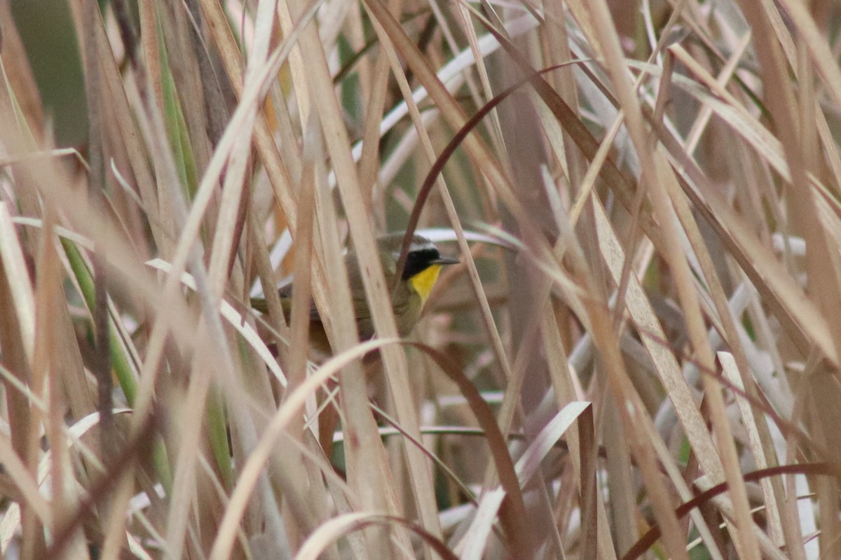 Common Yellowthroat - ML646474410