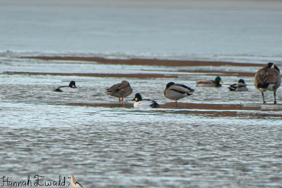 Common Goldeneye - ML646474411