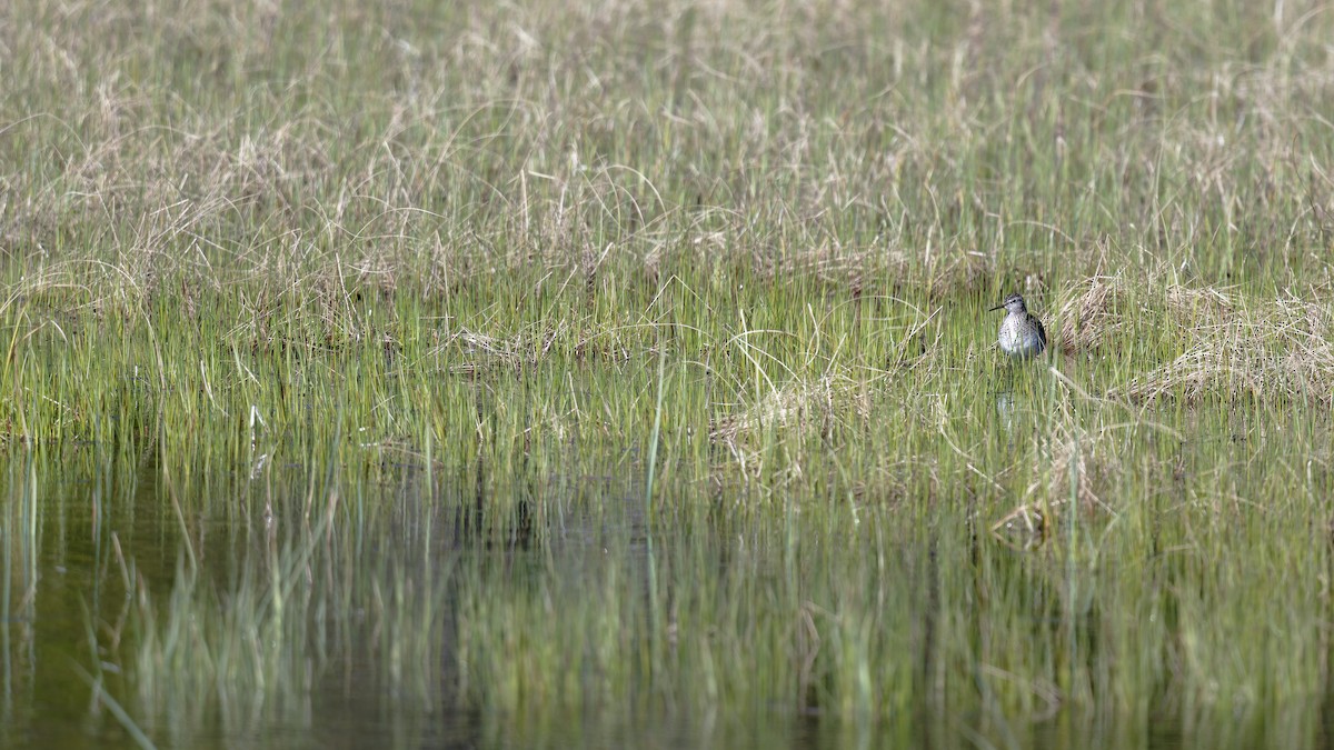 vodouš bahenní - ML646474412