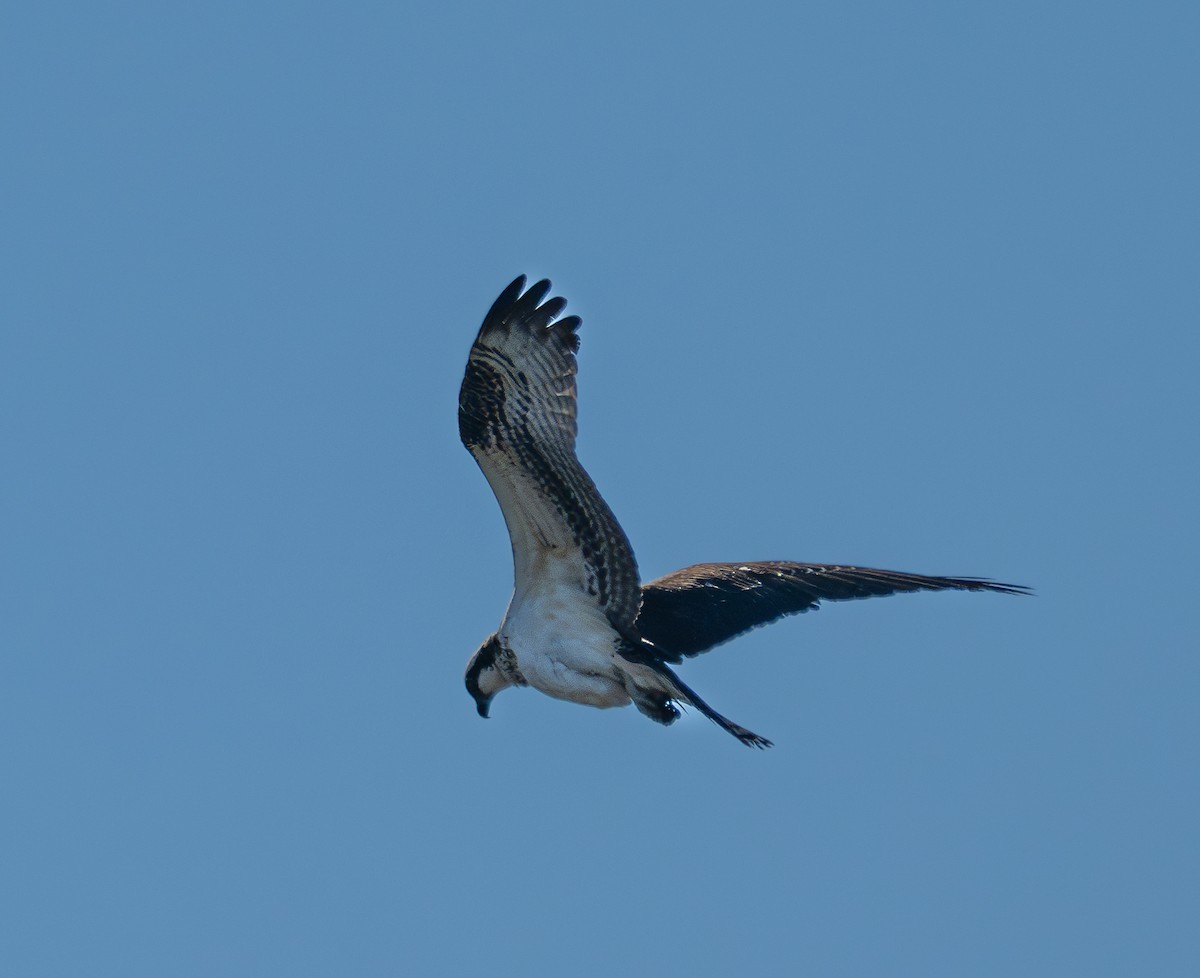 魚鷹 - ML646474415