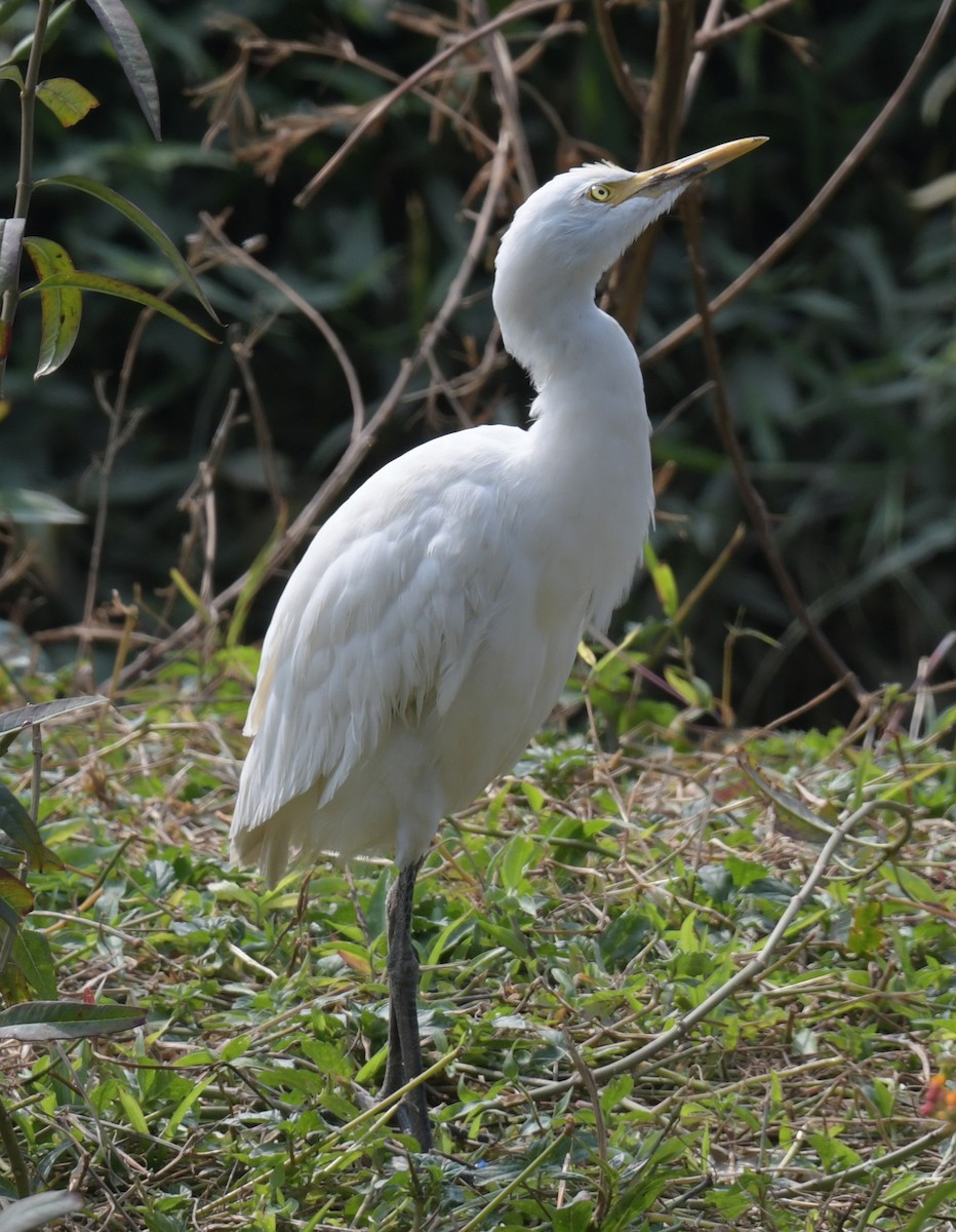 Eastern Cattle-Egret - ML646474417