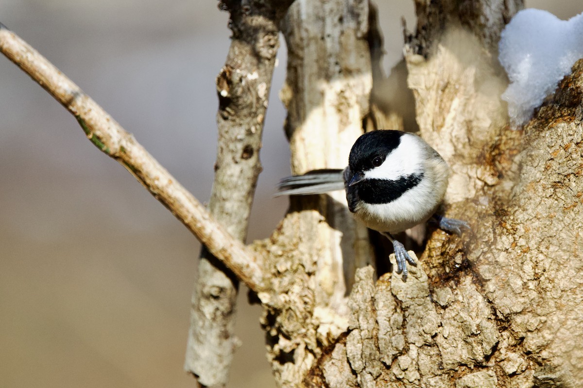 Carolina Chickadee - ML646474418