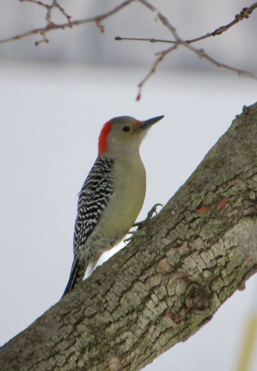Red-bellied Woodpecker - ML646474423