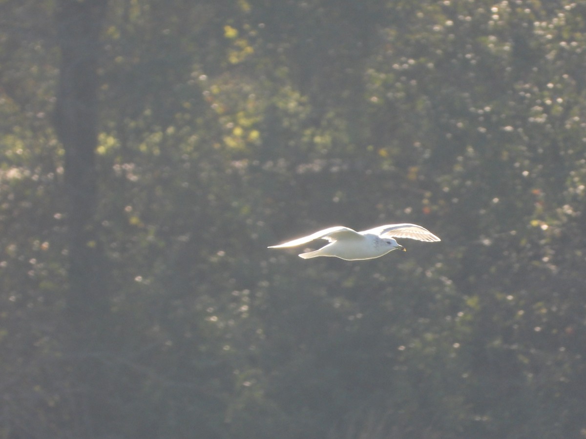 Ring-billed Gull - ML646474428