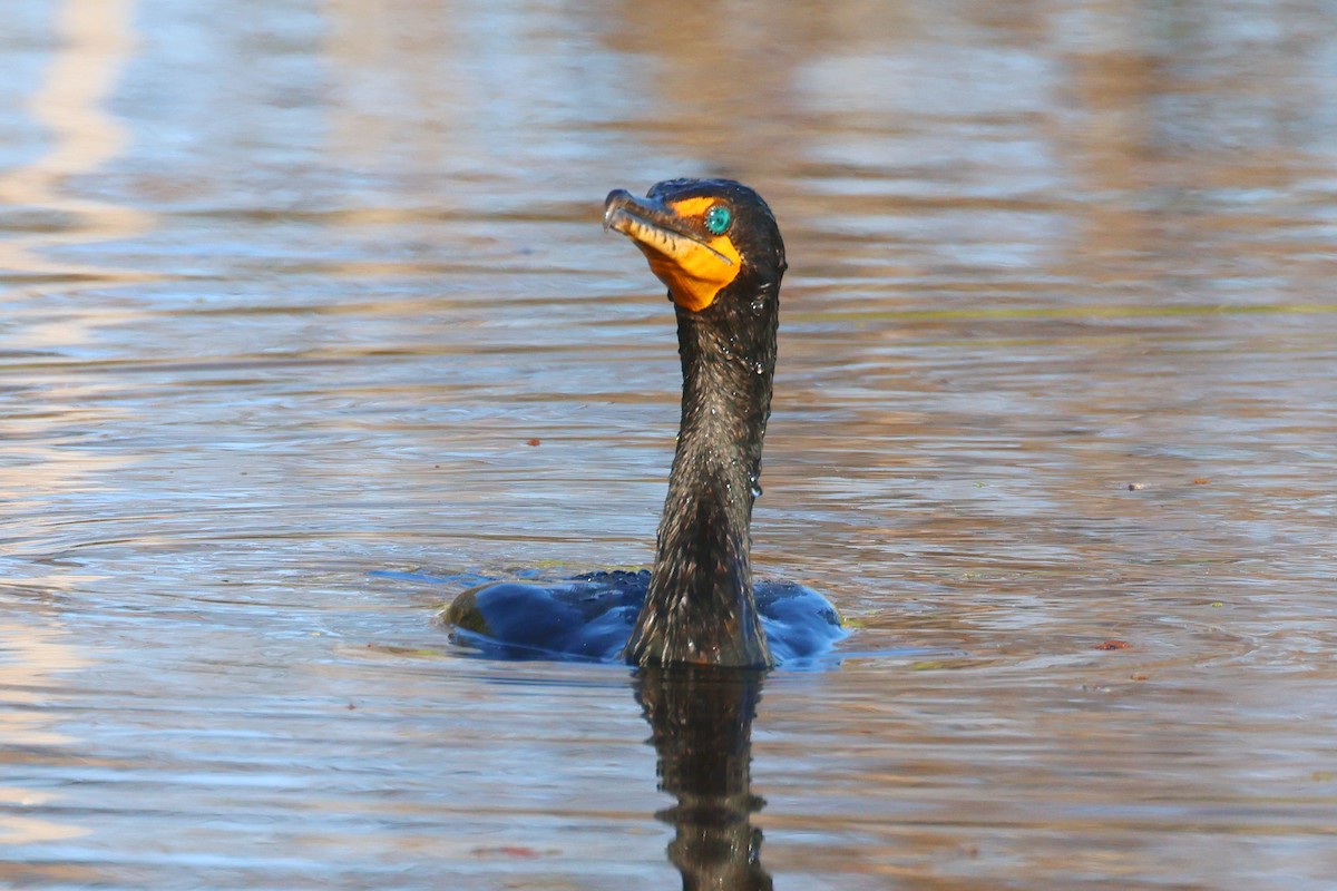 Double-crested Cormorant - ML646474429
