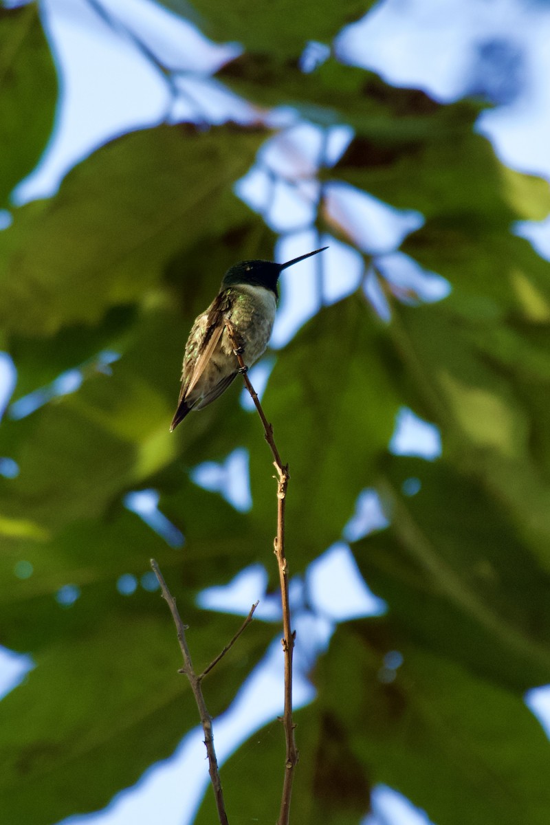 Colibri à gorge rubis - ML646474431