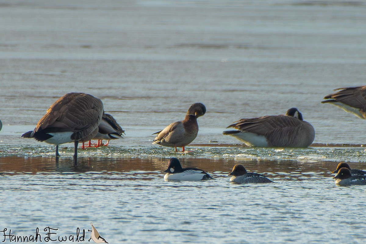 Mallard - ML646474434