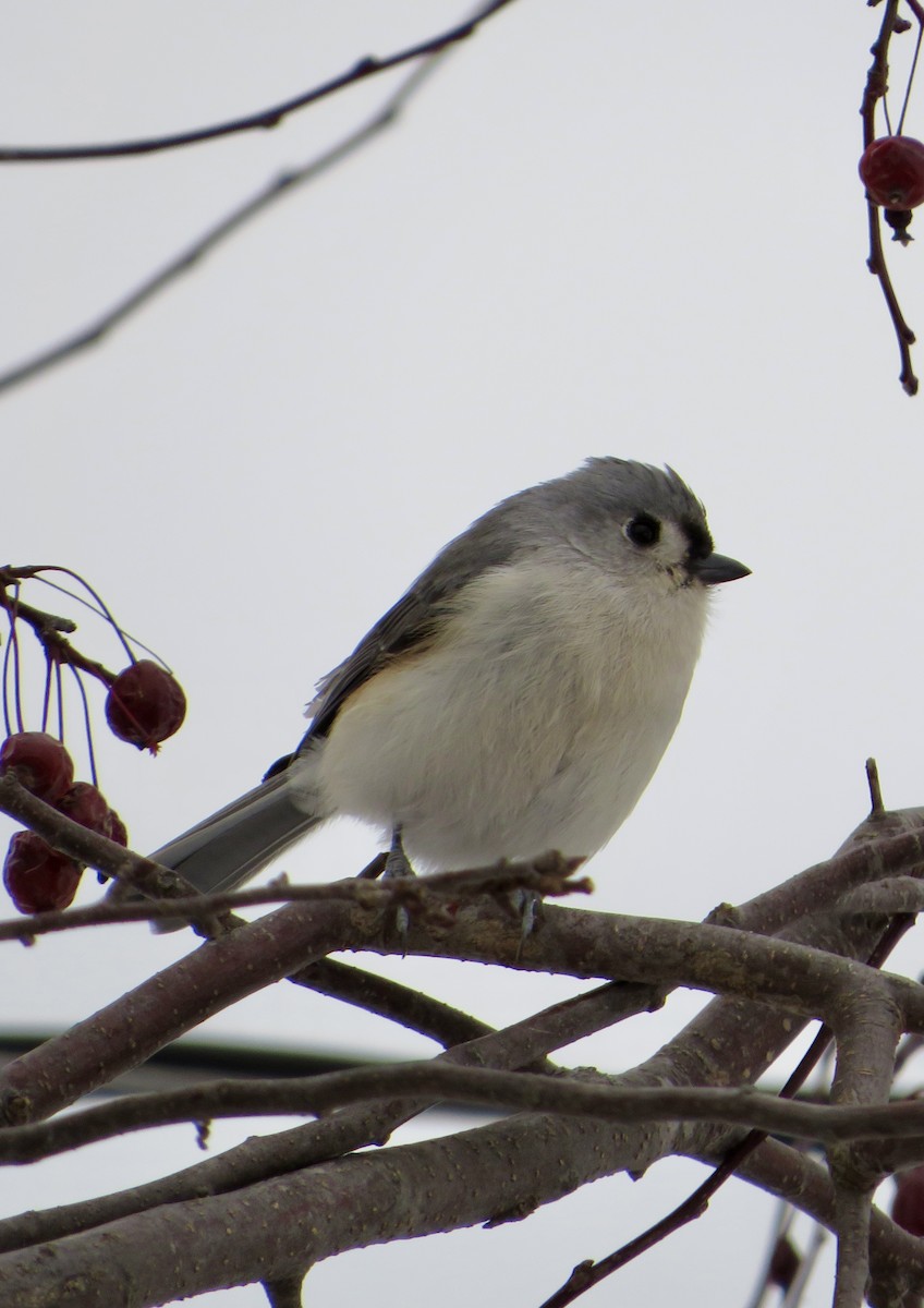 Tufted Titmouse - ML646474436
